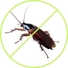 Ant Control Yuma